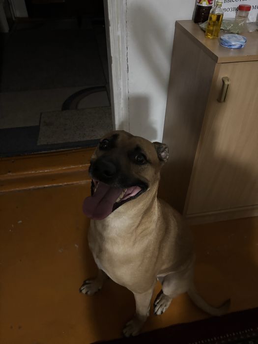 Питбультерьер добряк