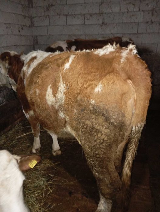 Vând vacă bălțată românească.