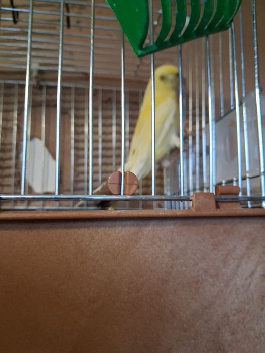 Vinzare canari canarite pui de canari