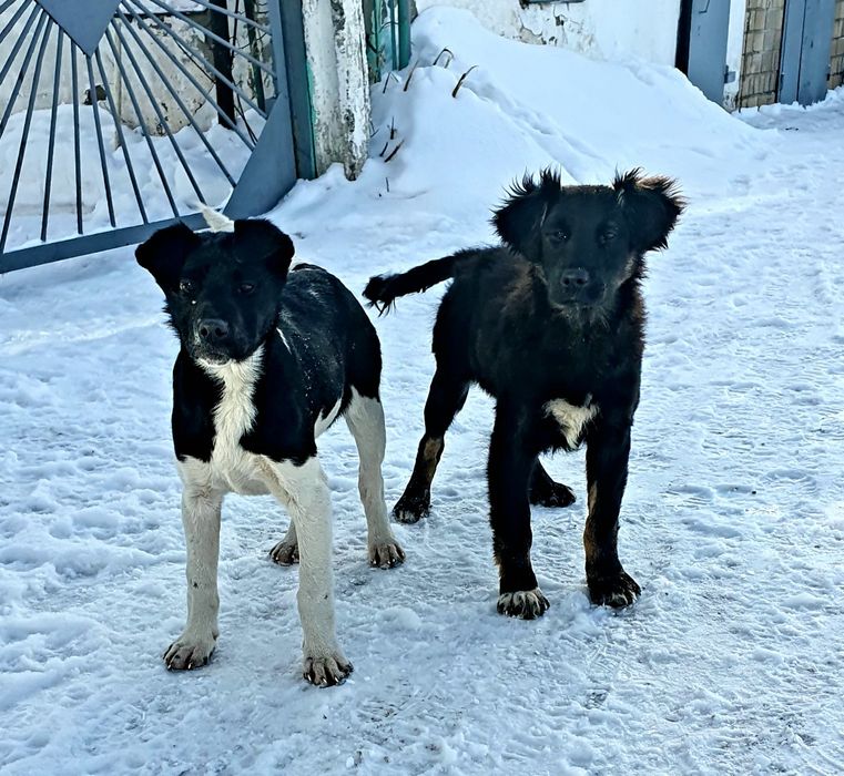 Отдадим щенят в добрые руки