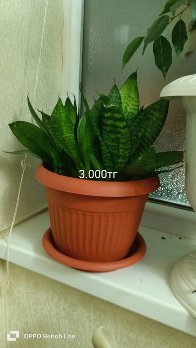 Сатылады 15.000тг