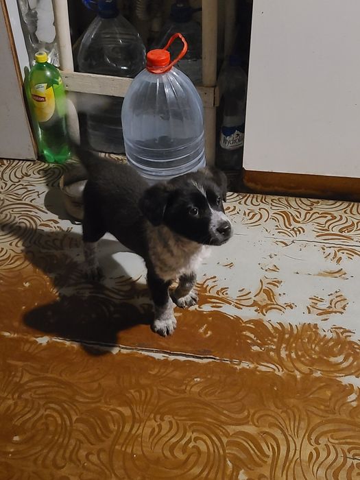 Пристраивается милый щенок мальчик 2 месяца в надёжные руки!