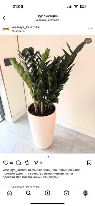 Замиокулькус здоровый крепкий