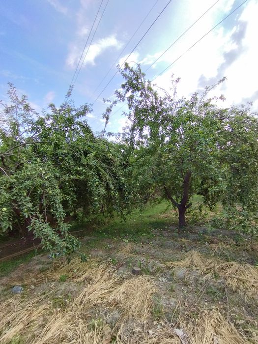 Mevazor CHEK sotiladi 8 sotik