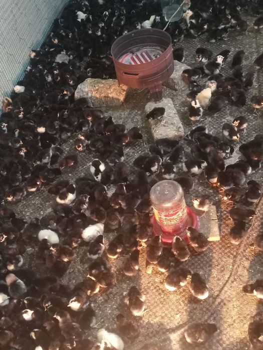 Andijon qora tovuqlari