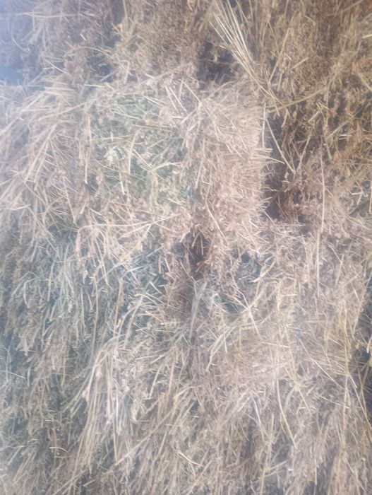 Baloți lucerna coasa  a patra