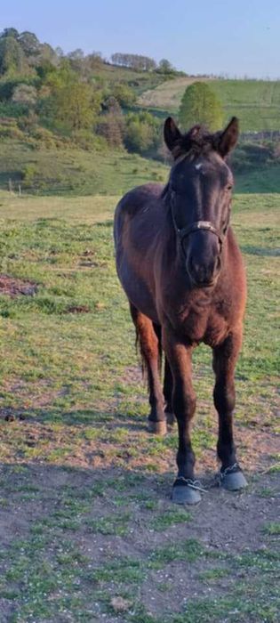 Vand 2 harmasari tineri.