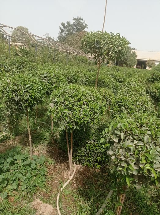 Арчалар ва гуллар