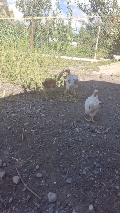 Продам цыплят подросших