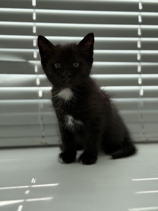 Отдам котят 1,5 месяца