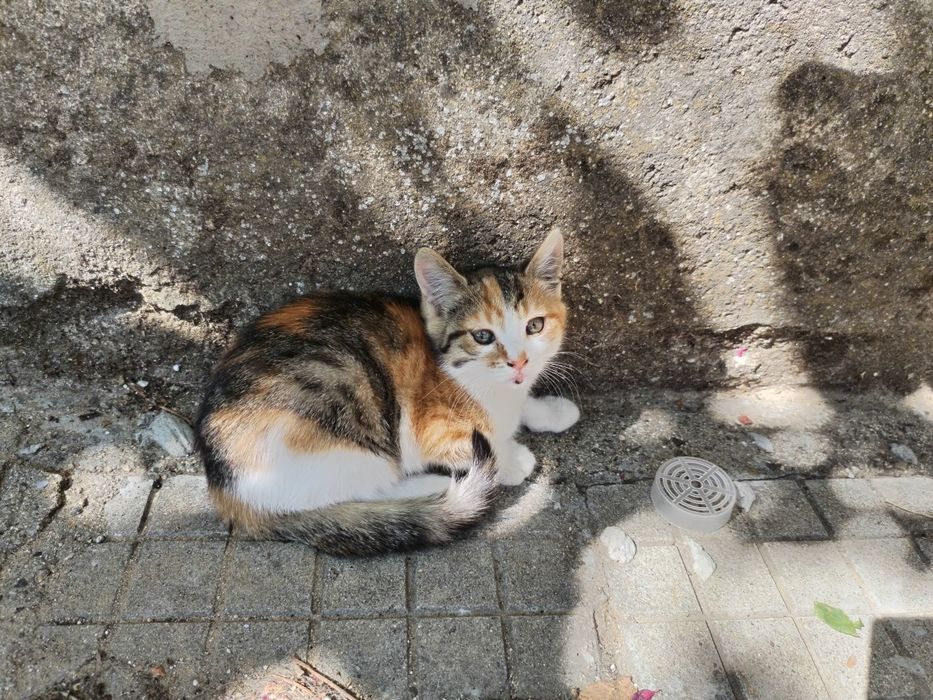 Подарявам котенце