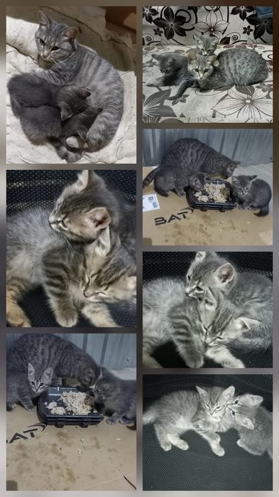 Отдам котят в добрые руки