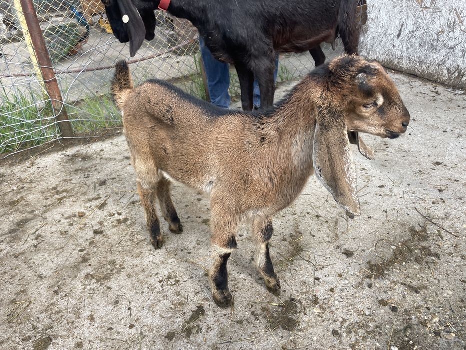 Capra Anglo-nubiana cu pedigree + ieduta si ied