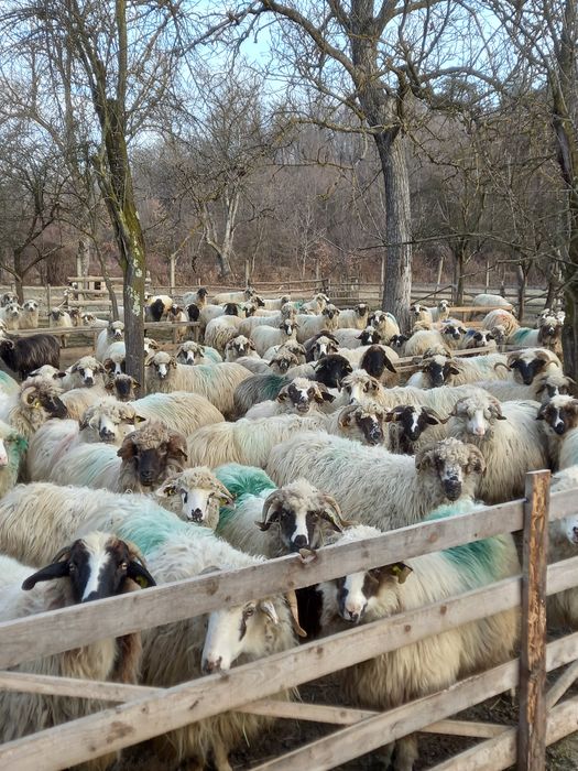 Oi cu miei după ele noatine și berbeci  500 lei