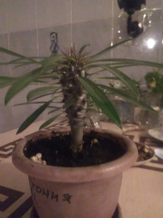 Пахиподиум молодой