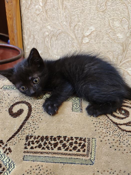 Отдам в добрые руки котенка
