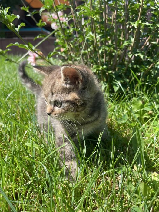 Котята британцы