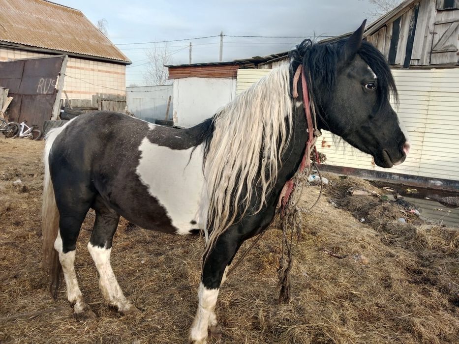 Айғыр 7 лет жеребец