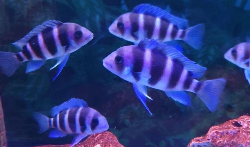 Продам мальков Cyphotilapia Frontoza Nort blue.