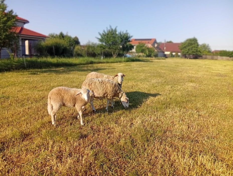 Oi Metis lacaune de vanzare