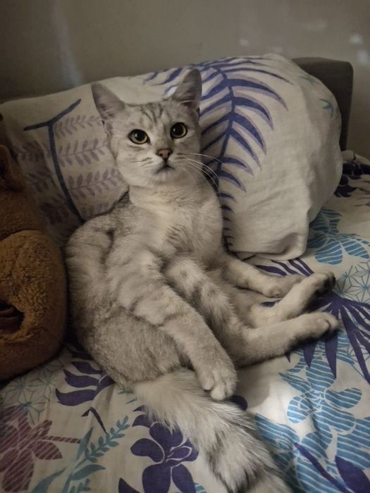 пропала кошка,лия