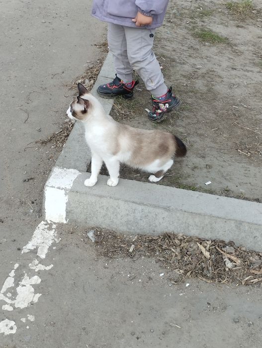 Отдам кошку в хорошие руки