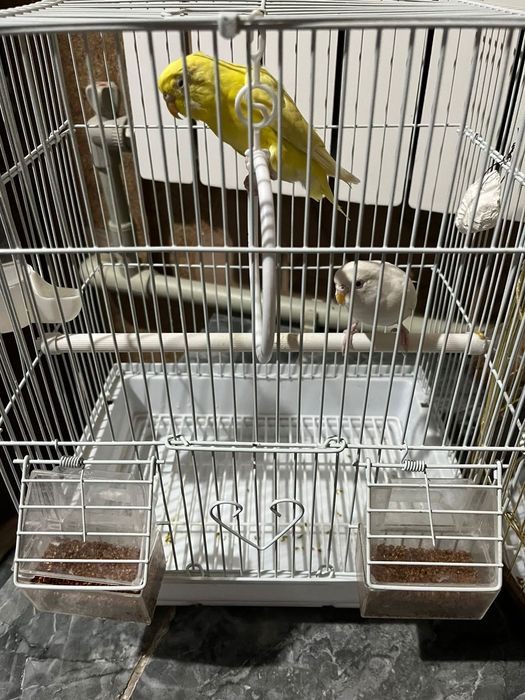 Попугай.                                        .