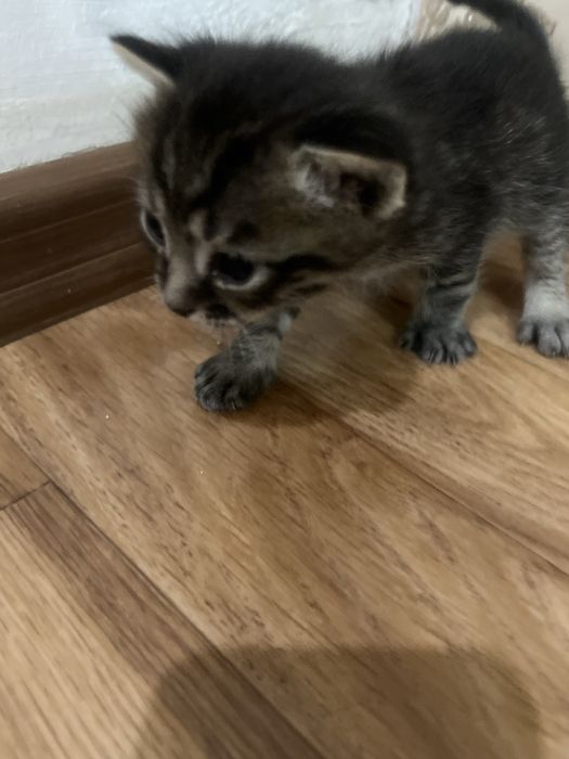 Отдам в добрые руки