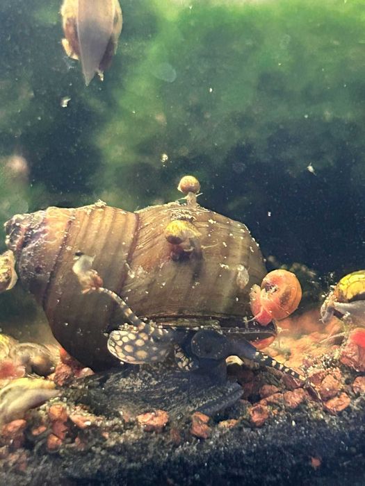 MELCI/ PLANTE - Pomaceea, Red Ramshorn, Physella Acuta, Orange Spotted