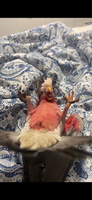 Cockatoo Galah / Cacadu roz – pui crescut la mână, foarte blând