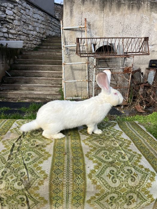 Белгийски великан