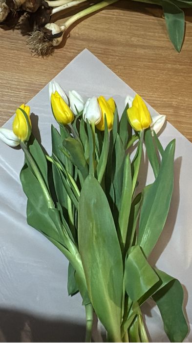 тюльпаны не дорогие свежие