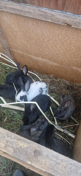 продам кролик шиншиллы