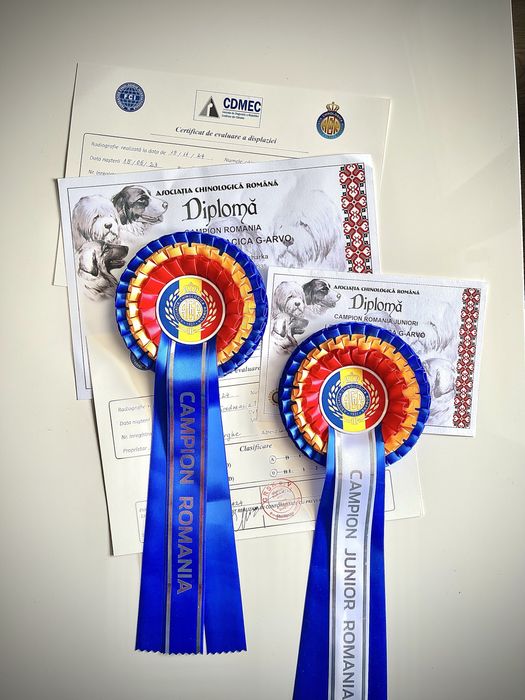 Cioabnesc de Asia Centrala