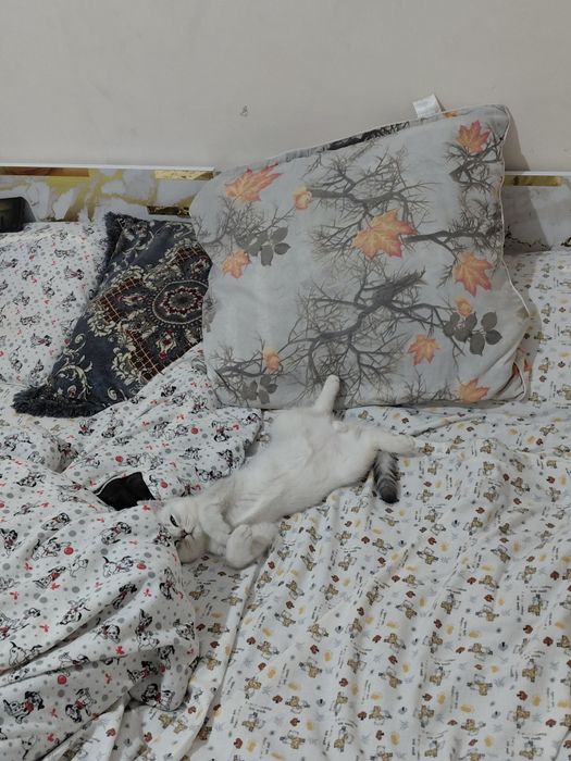 Serebra..shinshil ogʻil bola_5 oylik. Onasi: Zalataya shinshil  1.5 y