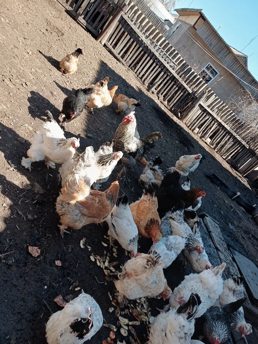 Куры домашние!!!