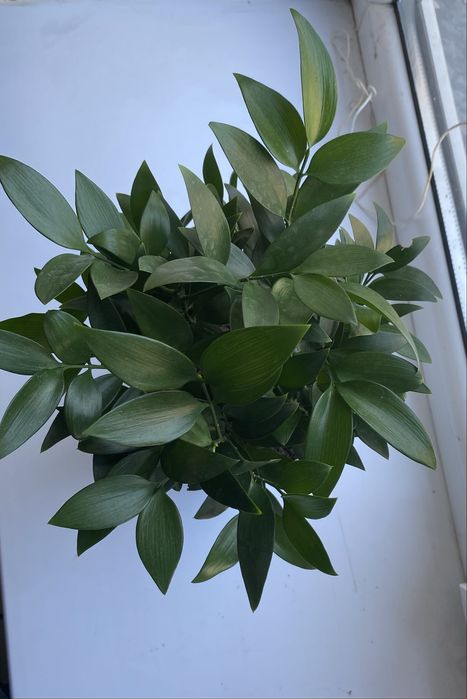 Срочно продам комнатные растения