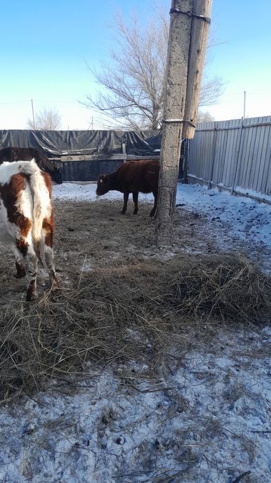 Продам двух телят бычков!
