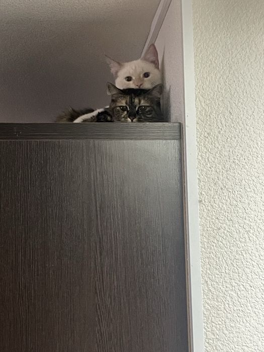 Отдам в добрые руки кота и кошку