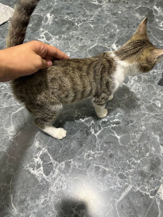 Умная домашняя кошка