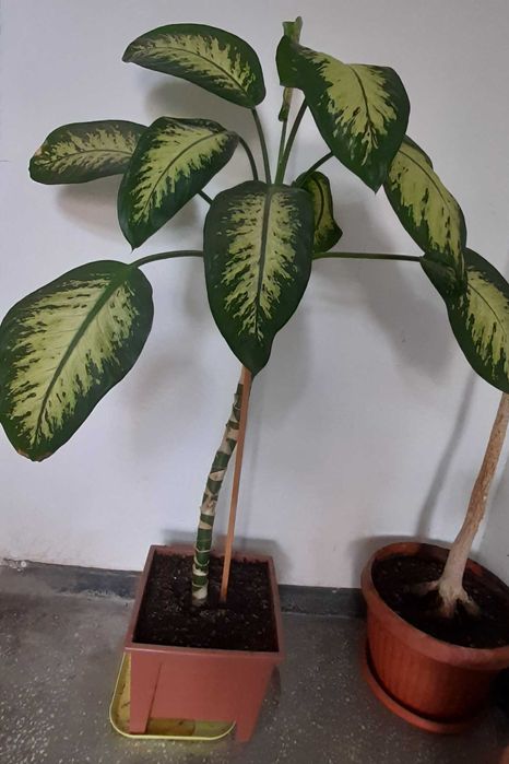 Floare de interior DIEFFENBACHIA