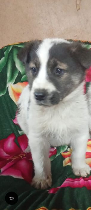 Щенки ищут хороших хозяев!