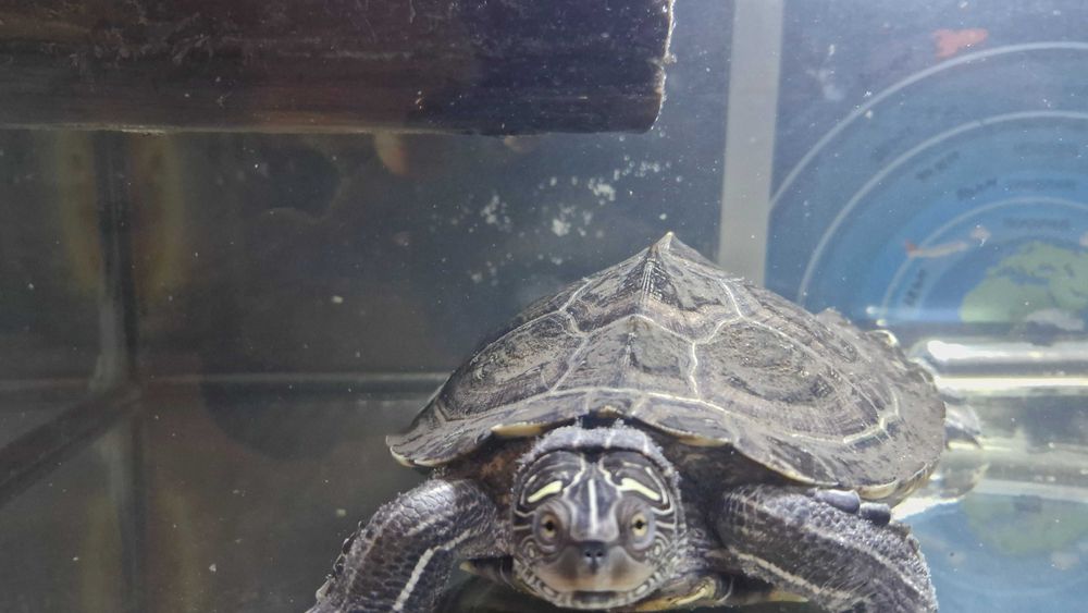 Acvariu cu broasca testoasa