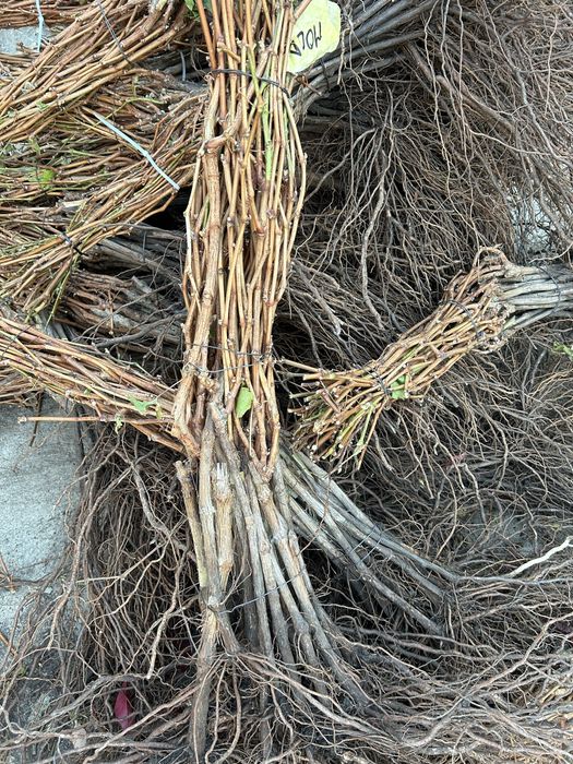 Vita de vie altoita si hibrida