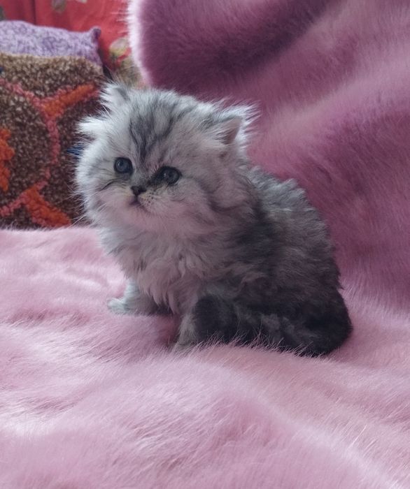 Шотландский котёнок