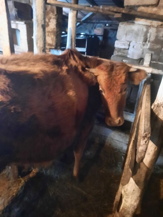 продаётся.карова.возраст.три.года.