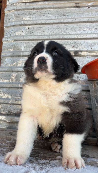 среднеазиатская овчарка