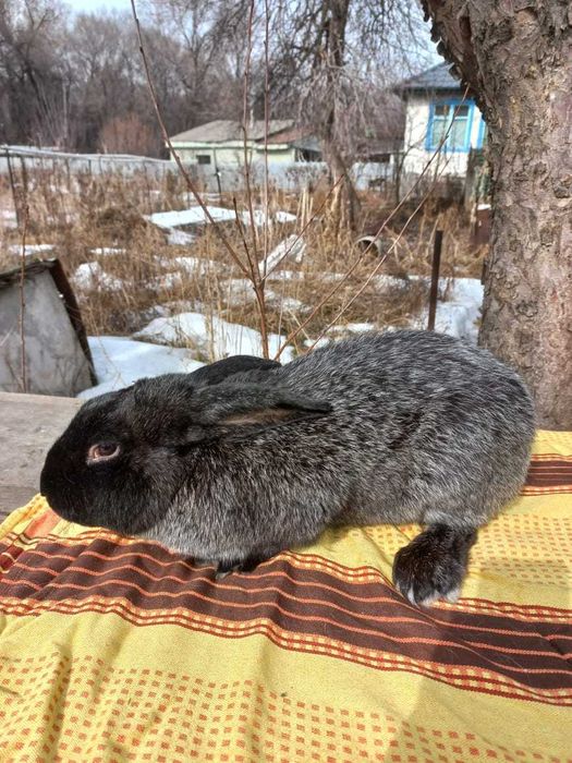 Кролики мясной породы
