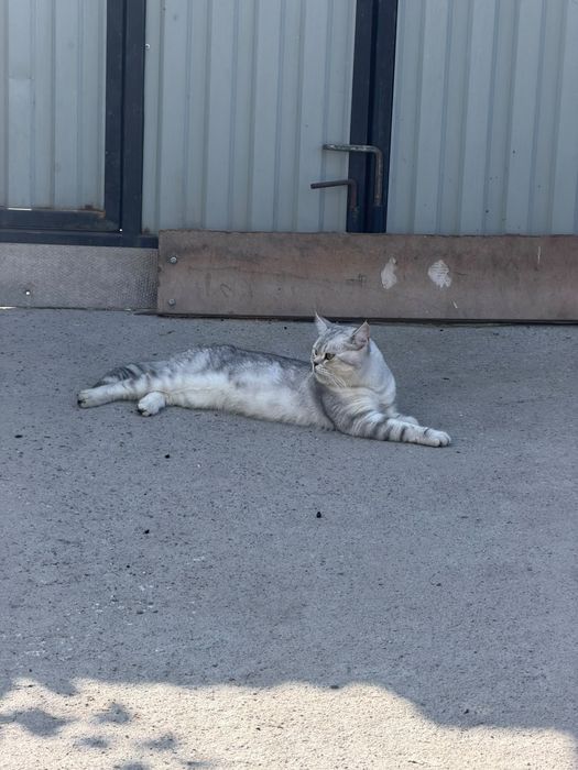 Котик Томас именно этот