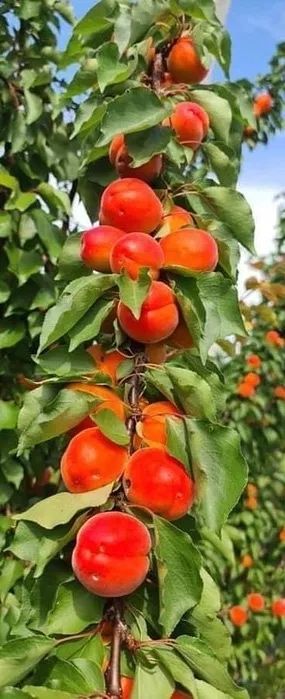 Pomi fructiferi columnari